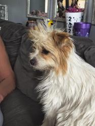 Found/Stray Female Dog last seen 10th and Euclid Ave, Indianapolis, IN 46201