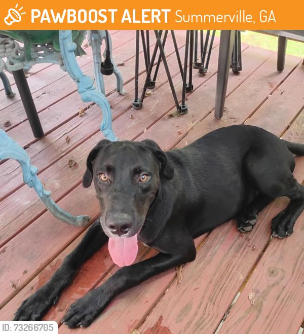 Found/Stray Male Dog last seen Water Park Summerville GA, Summerville, GA 30747