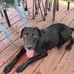 Found/Stray Male Dog last seen Water Park Summerville GA, Summerville, GA 30747