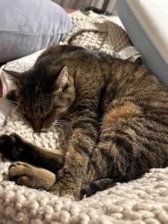 Lost Female Cat last seen Heritage lane W and 29th Ave w, Bradenton, FL 34209