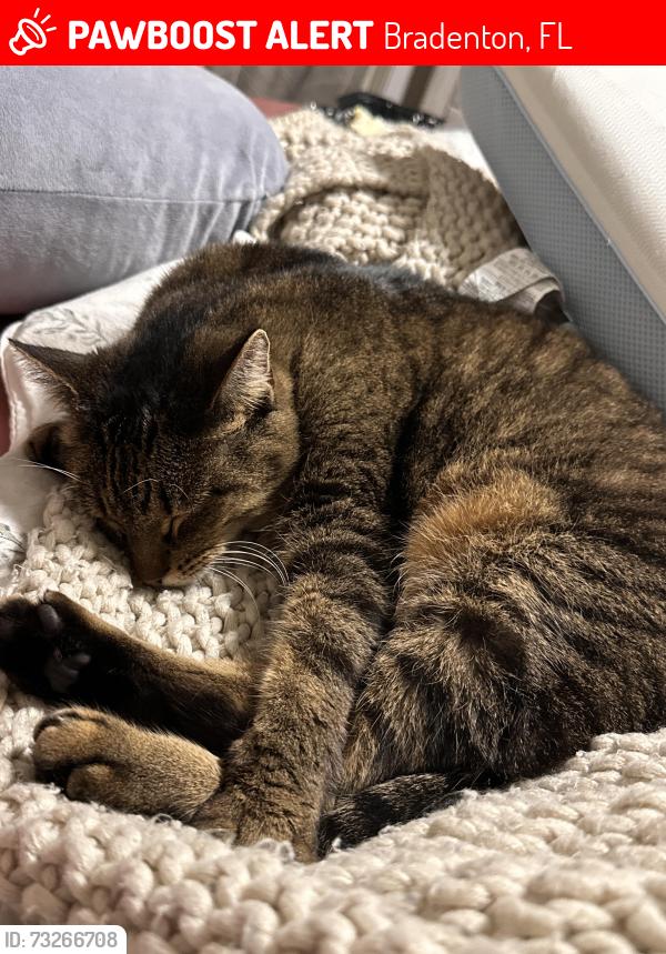 Lost Female Cat last seen Heritage lane W and 29th Ave w, Bradenton, FL 34209