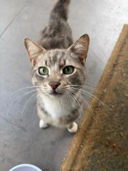Lost Male Cat last seen Near W 60th PL Los Angeles California 90044, Los Angeles, CA 90044