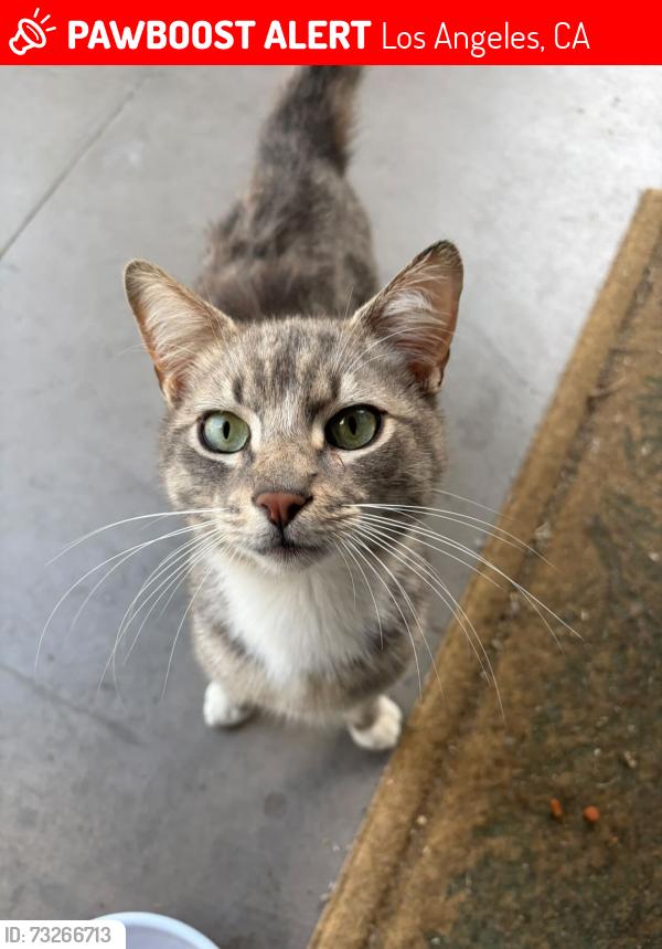 Lost Male Cat last seen Near W 60th PL Los Angeles California 90044, Los Angeles, CA 90044