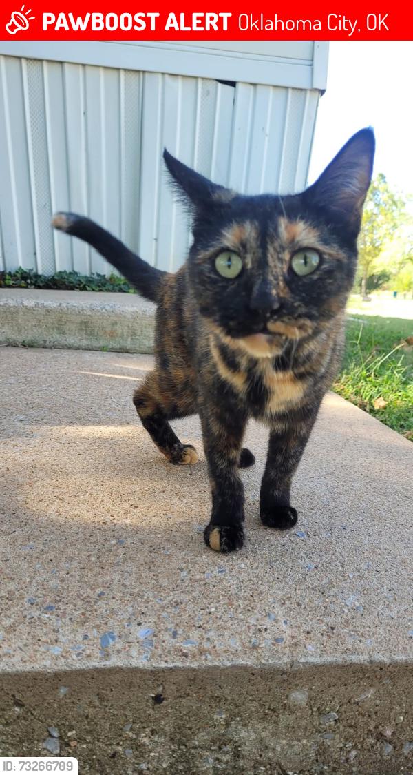 Lost Female Cat last seen SE 52nd St and Harmon Dr, Oklahoma City, OK 73135