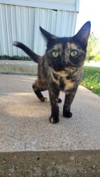 Lost Female Cat last seen SE 52nd St and Harmon Dr, Oklahoma City, OK 73135