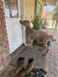 Found/Stray Male Dog last seen Oaks Street, Tulare, CA 93274