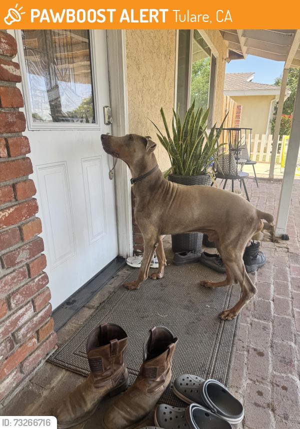 Found/Stray Male Dog last seen Oaks Street, Tulare, CA 93274