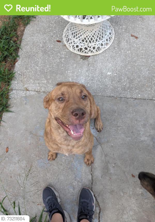 Reunited Male Dog last seen Ash and Flora, Holiday, FL 34690