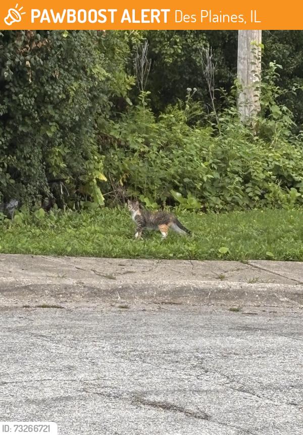 Found/Stray Unknown Cat last seen Near Boston’s Fish Market, Des Plaines, IL 60018