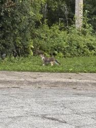 Found/Stray Unknown Cat last seen Near Boston’s Fish Market, Des Plaines, IL 60018