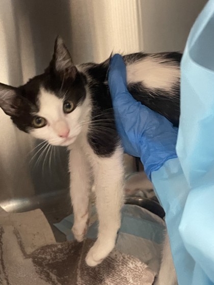 Shelter Stray Male Cat last seen Palm Ave and Gerry way, Roseville City, CA, 200 Tahoe Ave, Roseville, CA 95678, USA