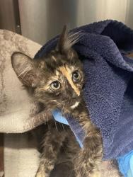 Shelter Stray Unknown Cat last seen Palm Ave and Gerry way, Roseville City, CA, 200 Tahoe Ave, Roseville, CA 95678, USA
