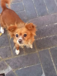 Reunited Female Dog last seen Center parkway, Sacramento, CA 95823