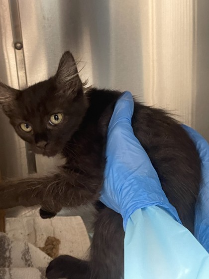 Shelter Stray Female Cat last seen Palm Ave and Gerry way, Roseville City, CA, 200 Tahoe Ave, Roseville, CA 95678, USA