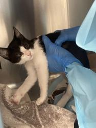 Shelter Stray Female Cat last seen Palm Ave and Gerry way, Roseville City, CA, 200 Tahoe Ave, Roseville, CA 95678, USA