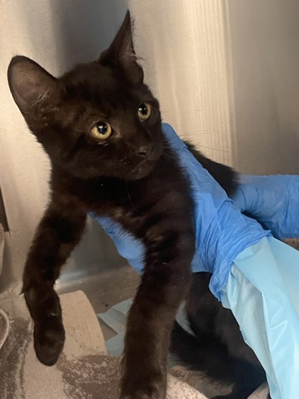 Shelter Stray Male Cat last seen Palm Ave and Gerry way, Roseville City, CA, 200 Tahoe Ave, Roseville, CA 95678, USA