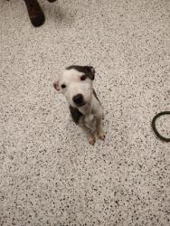 Shelter Stray Female Dog last seen Near Old National Hwy, Atlanta, GA, 1251 Fulton Industrial Blvd NW, Atlanta, GA 30336, USA