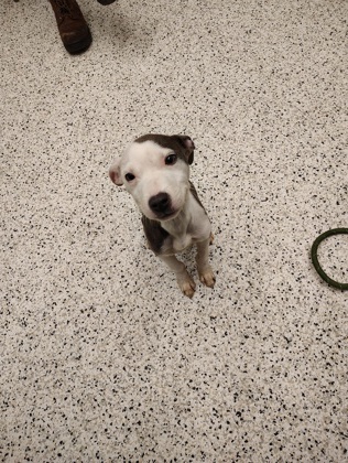 Shelter Stray Female Dog last seen Near Old National Hwy, Atlanta, GA, 1251 Fulton Industrial Blvd NW, Atlanta, GA 30336, USA