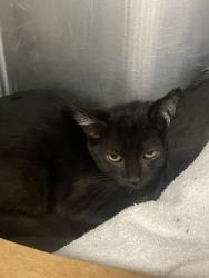 Shelter Stray Female Cat last seen Palm Ave and Gerry Way, Roseville City, CA, 200 Tahoe Ave, Roseville, CA 95678, USA