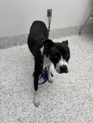 Shelter Stray Male Dog last seen Near Harwell Road NW, Atlanta, GA, 1251 Fulton Industrial Blvd NW, Atlanta, GA 30336, USA