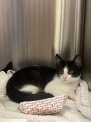 Shelter Stray Male Cat last seen Palm Ave and Gerry Way, Roseville City, CA, 200 Tahoe Ave, Roseville, CA 95678, USA