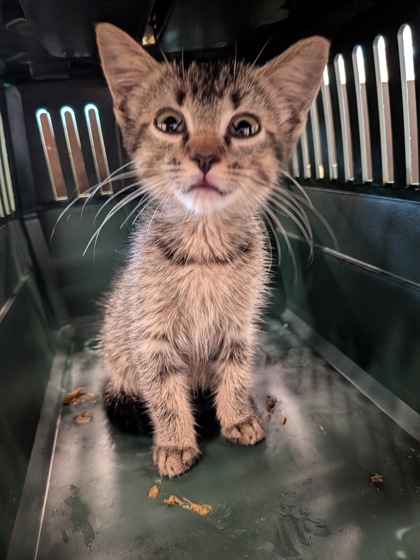 Shelter Stray Unknown Cat last seen Near Perkerson Road SW, Atlanta, GA, 1251 Fulton Industrial Blvd NW, Atlanta, GA 30336, USA