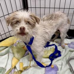 Shelter Stray Male Dog last seen Kingsland and Rossum, Oakland, CA, 1101 29th Ave, Oakland, CA 94601, USA