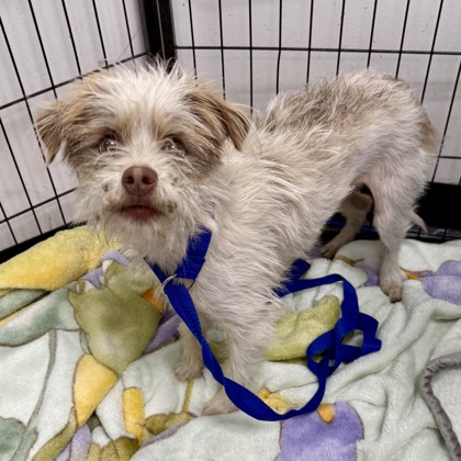 Shelter Stray Male Dog last seen Kingsland and Rossum, Oakland, CA, 1101 29th Ave, Oakland, CA 94601, USA