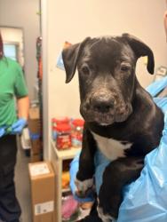 Shelter Stray Male Dog last seen N Parkway Dr & N Channing Ave, Fresno Zone Fresno City E 93706, CA, 1510 W Dan Ronquillo Dr, Fresno, CA 93706, USA