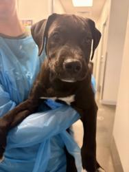 Shelter Stray Male Dog last seen N Parkway Dr & N Channing Ave, Fresno Zone Fresno City E 93706, CA, 1510 W Dan Ronquillo Dr, Fresno, CA 93706, USA