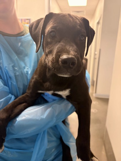 Shelter Stray Male Dog last seen N Parkway Dr & N Channing Ave, Fresno Zone Fresno City E 93706, CA, 1510 W Dan Ronquillo Dr, Fresno, CA 93706, USA