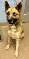 Shelter Stray Male Dog last seen Near Henrrico Road Conley, 30288, GA, 3280 Chamblee Dunwoody Rd, Chamblee, GA 30341, USA