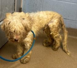 Shelter Stray Male Dog last seen Near E Ponce De Leon Avenue, 30021, GA, 3280 Chamblee Dunwoody Rd, Chamblee, GA 30341, USA