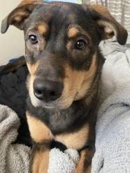 Lost Male Dog last seen Ajo and mission at Kennedy park, Tucson, AZ 85713