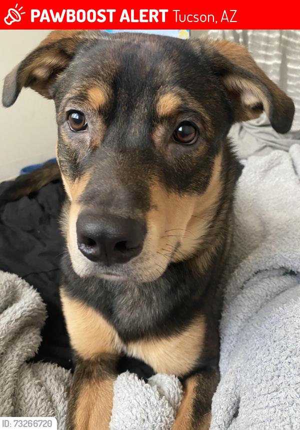 Lost Male Dog last seen Ajo and mission at Kennedy park, Tucson, AZ 85713