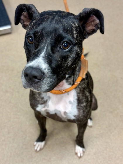 Shelter Stray Female Dog last seen Near Phillips Rd, 30058, GA, 3280 Chamblee Dunwoody Rd, Chamblee, GA 30341, USA