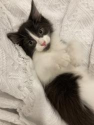 Shelter Stray Male Cat last seen Near Panola Rd Lithonia GA 30038, 30038, GA, 3280 Chamblee Dunwoody Rd, Chamblee, GA 30341, USA