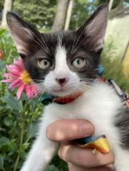Shelter Stray Male Cat last seen Near Panola Rd Lithonia GA 30038, 30038, GA, 3280 Chamblee Dunwoody Rd, Chamblee, GA 30341, USA
