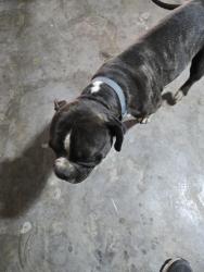 Reunited Male Dog last seen Towne Lake Park, Irving Texas 75061, Irving, TX 75061