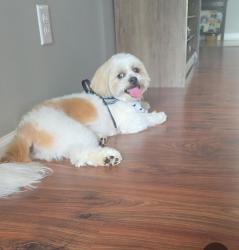 Reunited Male Dog last seen Stonewood Crossing, Valley Falls, SC 29316