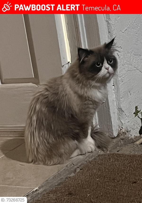 Lost Male Cat last seen Cara way and Margarita, Temecula, CA 92591