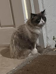 Lost Male Cat last seen Cara way and Margarita, Temecula, CA 92591