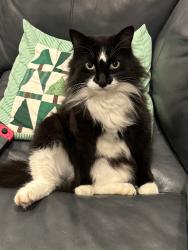 Lost Male Cat last seen Airport and Hatchery, Waterford Township, MI 48329
