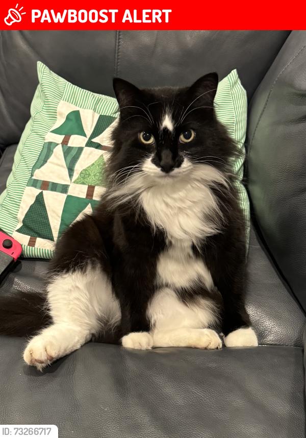 Lost Male Cat last seen Airport and Hatchery, Waterford Township, MI 48329