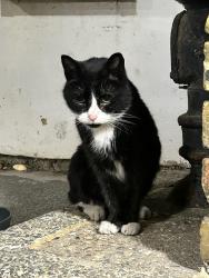 Found/Stray Unknown Cat last seen Clapton square, Lower Clapton, England 