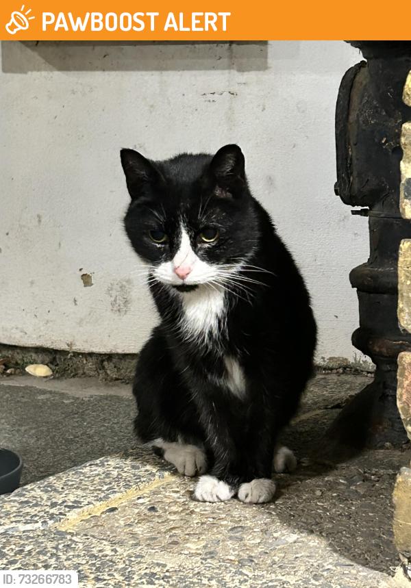 Found/Stray Unknown Cat last seen Clapton square, Lower Clapton, England 