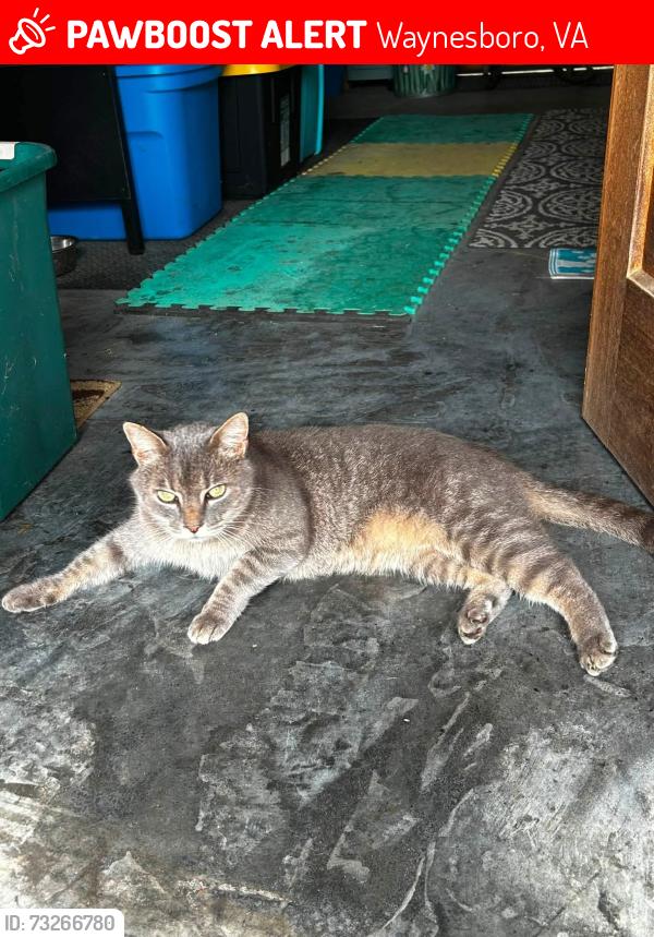 Lost Male Cat last seen Florence Ave, Waynesboro, VA 22980