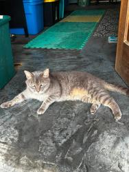 Lost Male Cat last seen Florence Ave, Waynesboro, VA 22980