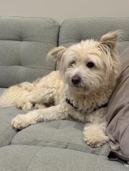 Reunited Male Dog last seen Green Lake Play Field, Seattle, WA 98115