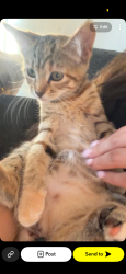 Lost Female Cat last seen Abbey Wood - yarnton way, Greater London, England DA18 4DB